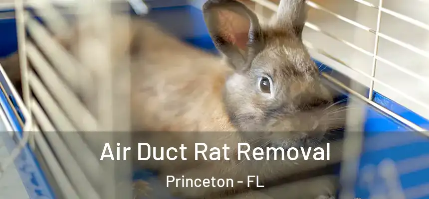  Air Duct Rat Removal Princeton - FL